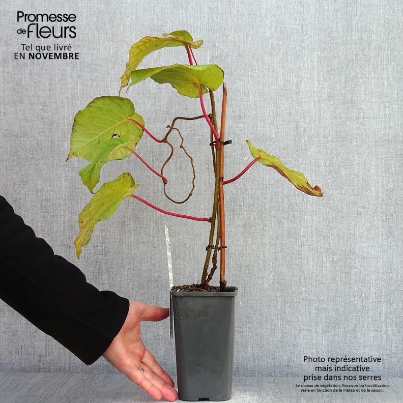 Spécimen de Kiwi Hayward (femelle) Bio Pot de 1,5L/2L tel que livré en automne