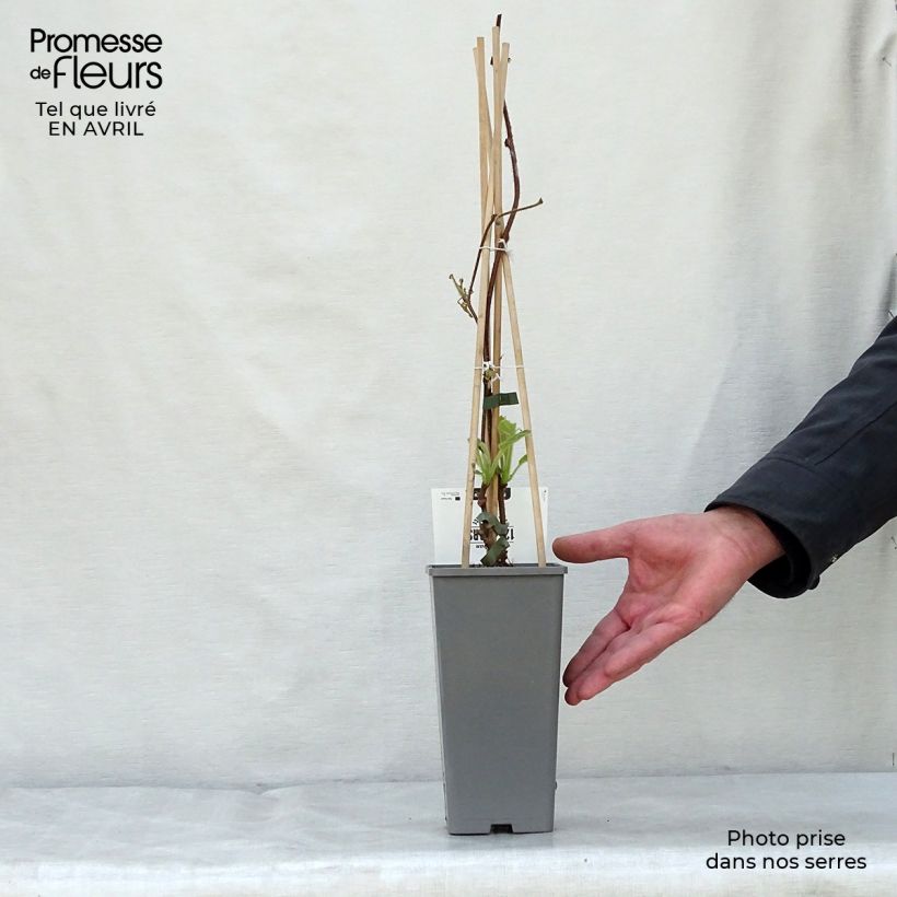 Spécimen de Kiwi Jenny (autofertile) - Actinidia deliciosa Pot de 1,5L/2L tel que livré au printemps