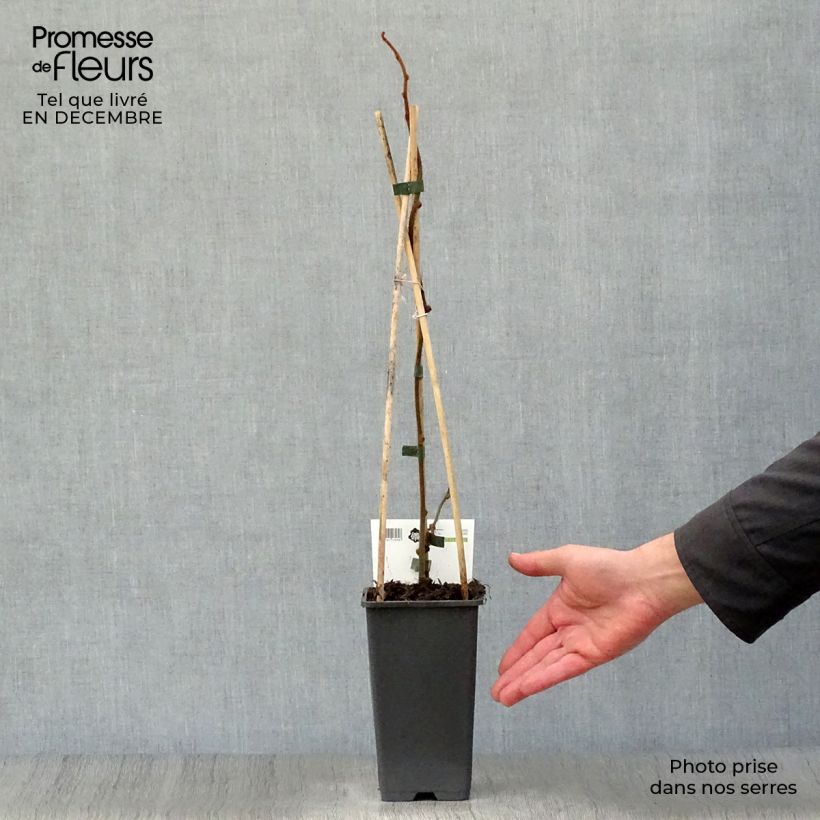 Spécimen de Kiwi Jenny (autofertile) - Actinidia deliciosa Pot de 1,5L/2L tel que livré en hiver