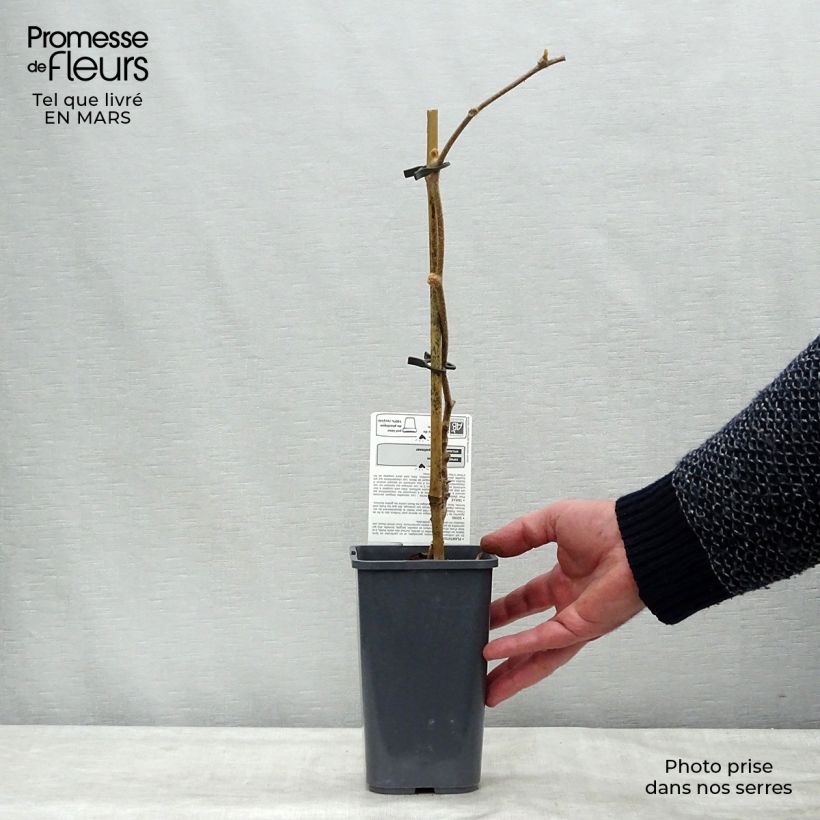 Spécimen de Kiwi Jenny (autofertile) Bio Pot de 1,5L/2L tel que livré au printemps