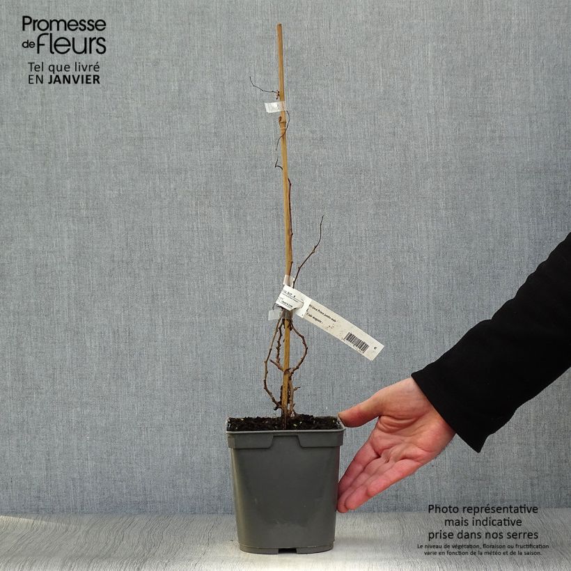 Spécimen de Kiwai Prince Jumbo (mâle) - Actinidia arguta Pot de 1,5L/2L tel que livré en hiver