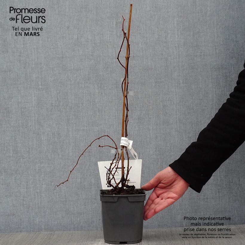 Spécimen de Kiwai femelle Red Jumbo - Actinidia arguta Pot de 1,5L/2L tel que livré en hiver