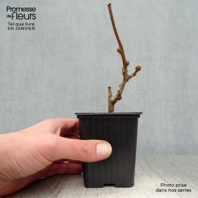 Spécimen de Kiwi Solissimo (autofertile) - Actinidia deliciosa Godet de 8/9 cm tel que livré en hiver