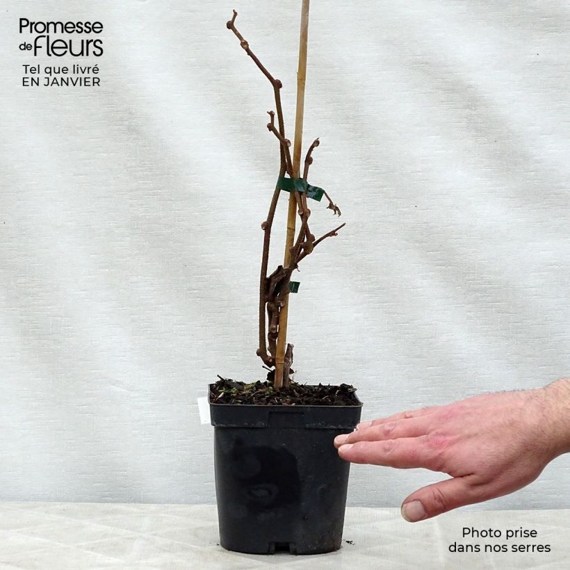 Spécimen de Kiwi Solissimo (autofertile) - Actinidia deliciosa Pot de 1L/1,5L tel que livré en hiver