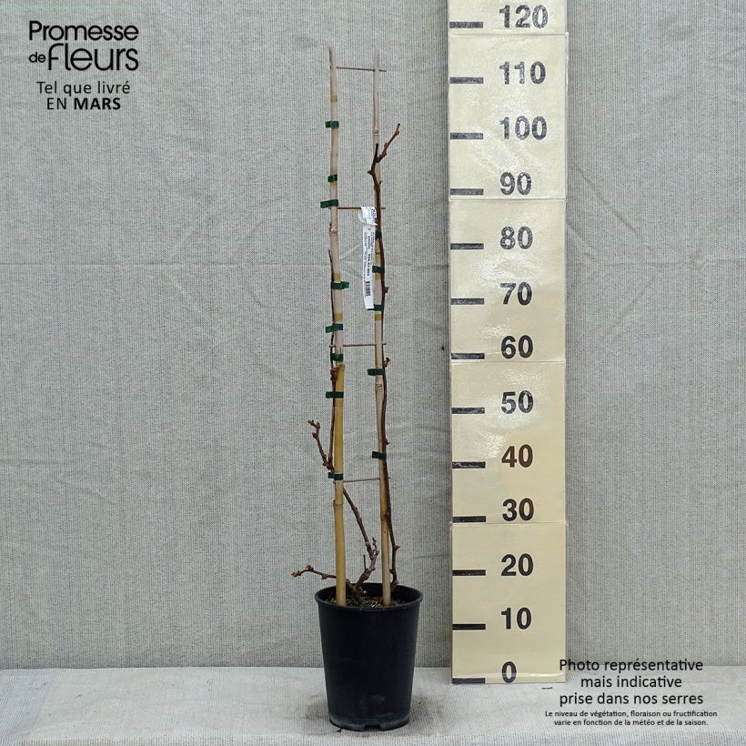 Spécimen de Kiwi Solissimo (autofertile) - Actinidia deliciosa Pot de 4L/5L, palissé tel que livré en hiver