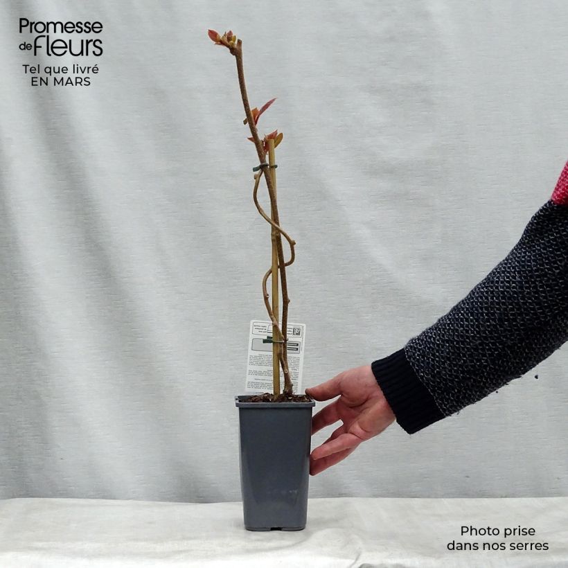 Spécimen de Kiwi Tomuri (mâle) Bio Pot de 1,5L/2L tel que livré en hiver