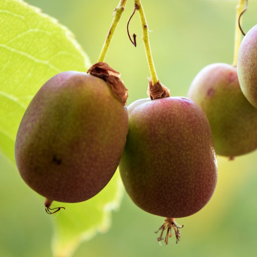 Kiwi arguta Ananasnaya (femelle) - Kiwaï Anna (Récolte)