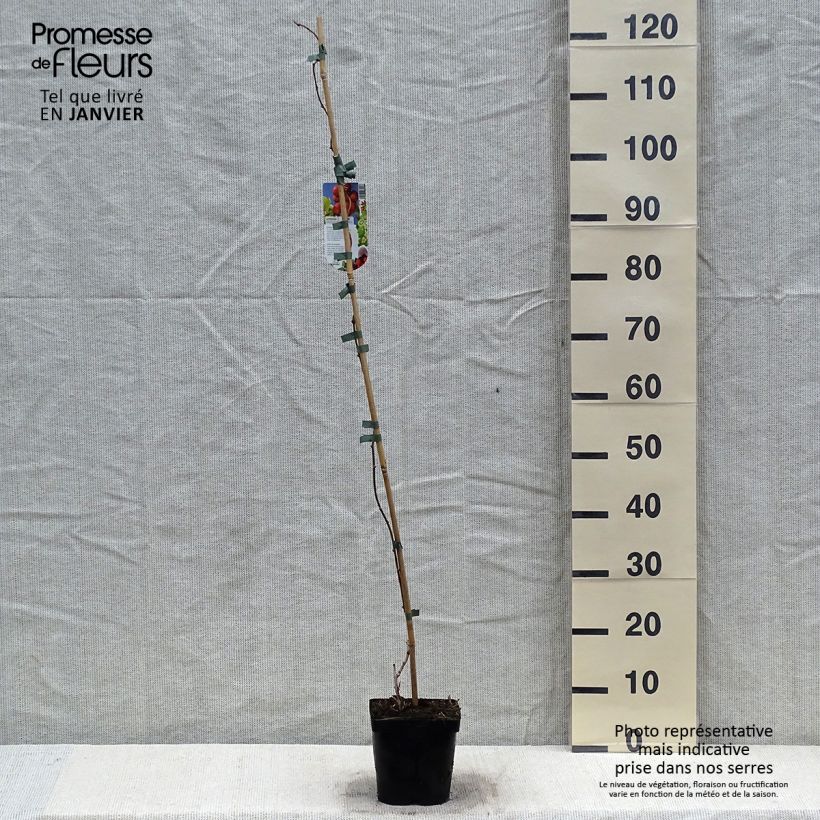 Spécimen de Kiwi arguta Ananasnaya (femelle) - Kiwaï Anna Pot de 1,5L/2L tel que livré en hiver