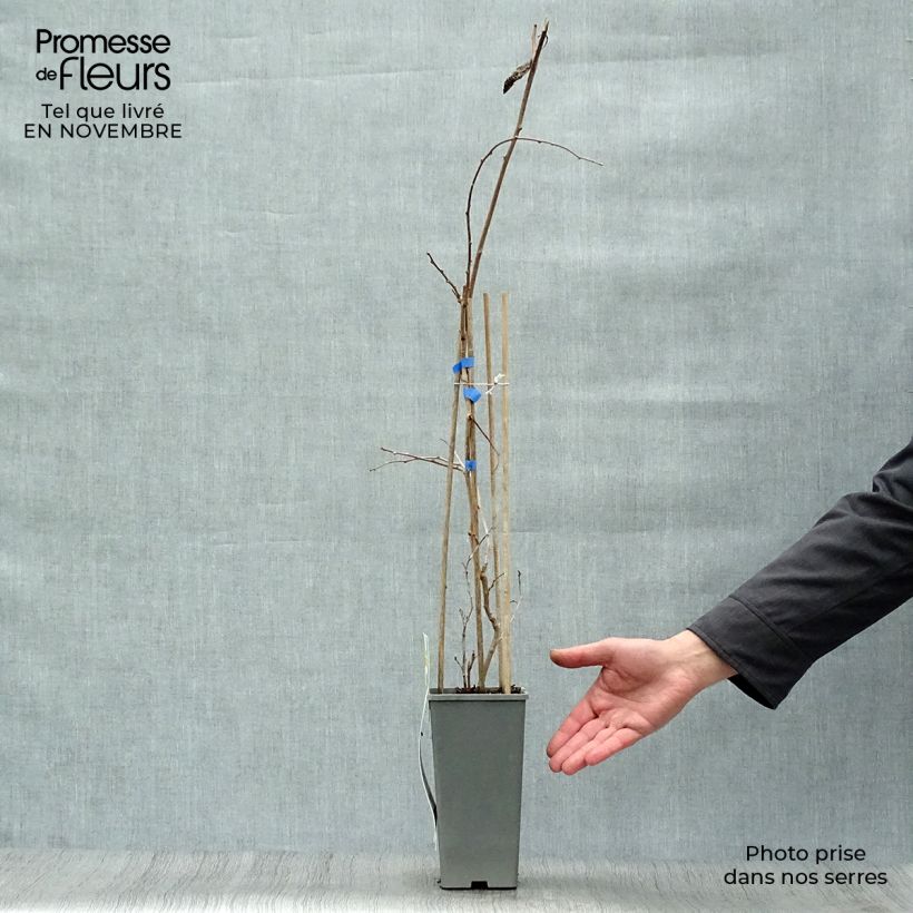 Spécimen de Kiwi arguta Geneva (femelle) - Kiwaï - Actinidia arguta Pot de 1,5L/2L tel que livré en automne