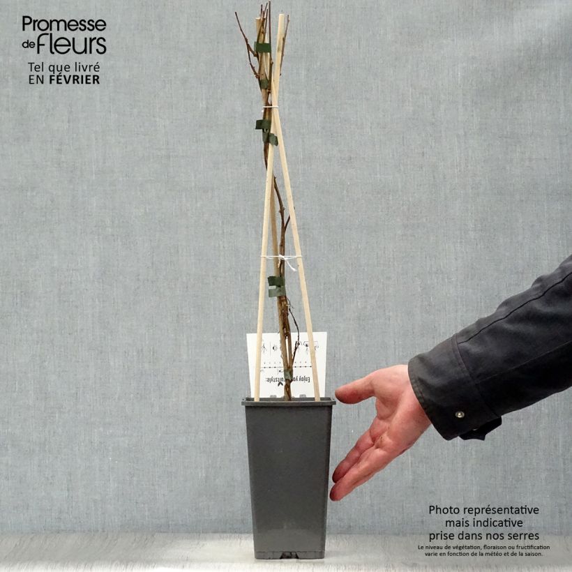 Spécimen de Kiwi arguta Issai (autofertile) - Kiwaï - Actinidia arguta Pot de 1,5L/2L tel que livré en hiver