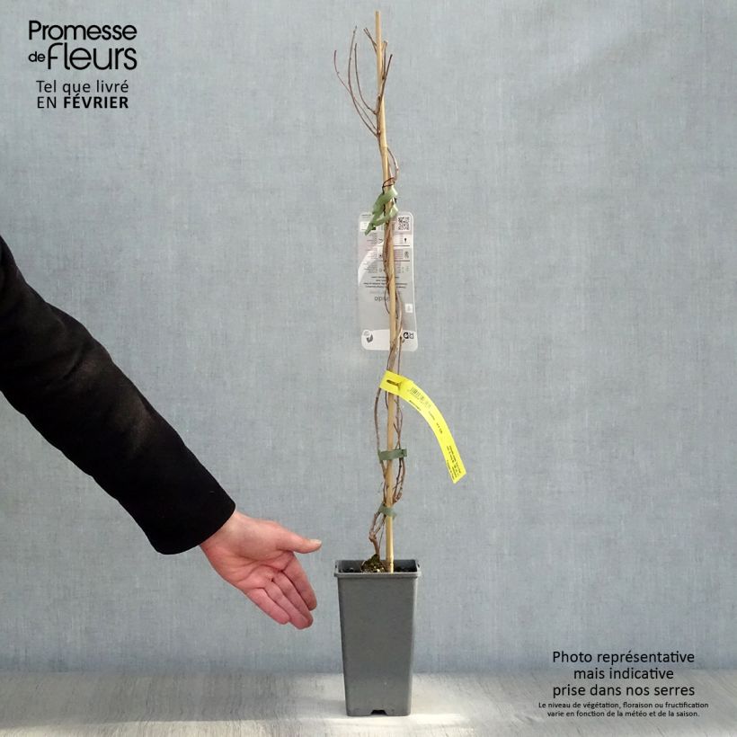 Spécimen de Kiwi arguta Ken's Red (femelle) - Kiwai - Actinidia arguta Pot de 1,5L/2L tel que livré en hiver