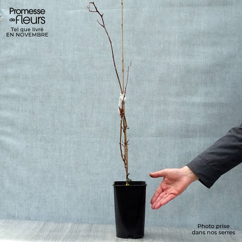 Spécimen de Kiwi arguta Kokuwa - Kiwaï Pot de 2L/3L tel que livré en automne