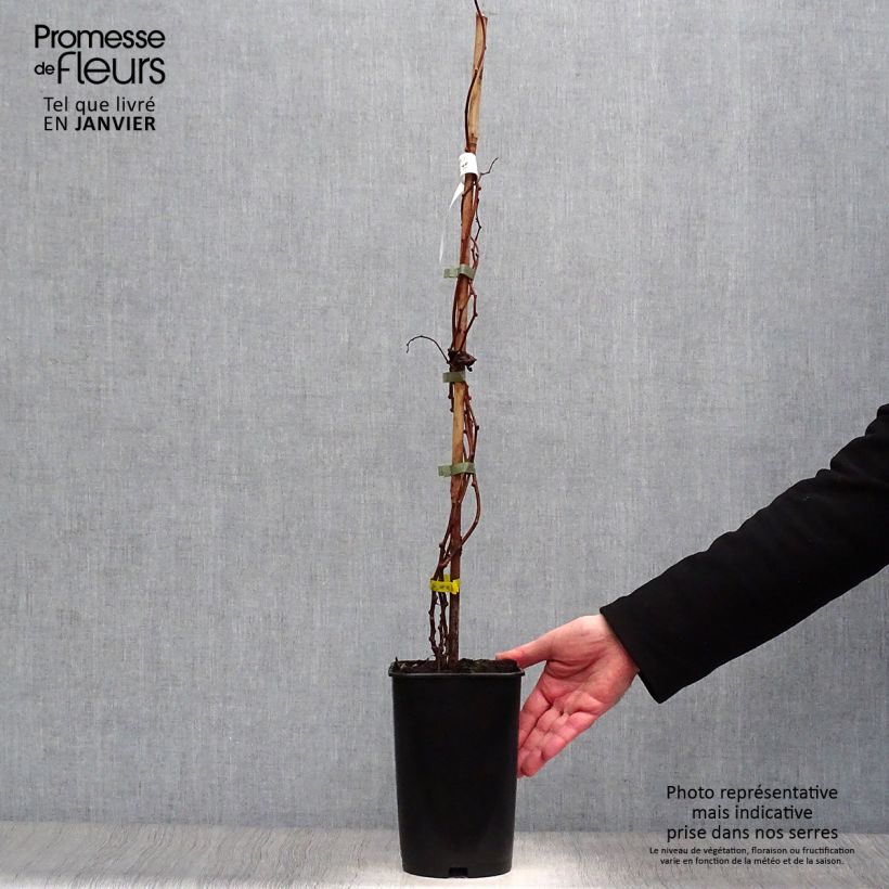 Spécimen de Kiwi arguta Kokuwa - Kiwaï Pot de 2L/3L tel que livré en hiver