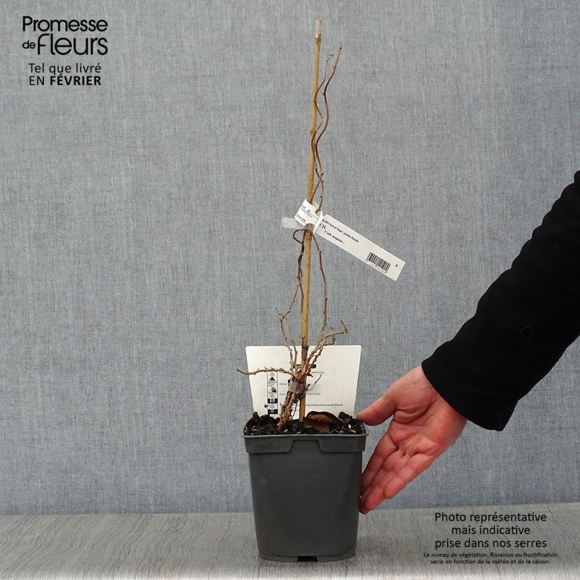 Spécimen de Kiwi arguta Super Jumbo (femelle) - Kiwaï Pot de 1,5L/2L tel que livré en hiver