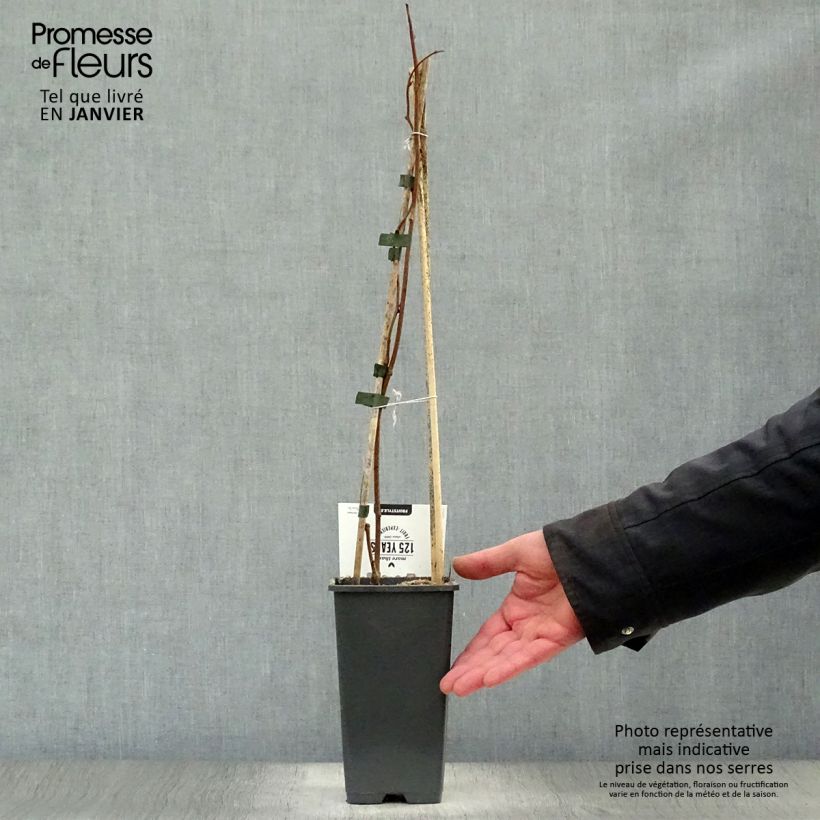 Spécimen de Kiwi arguta Weikii (mâle) - Kiwaï - Actinidia arguta Pot de 1,5L/2L tel que livré en hiver