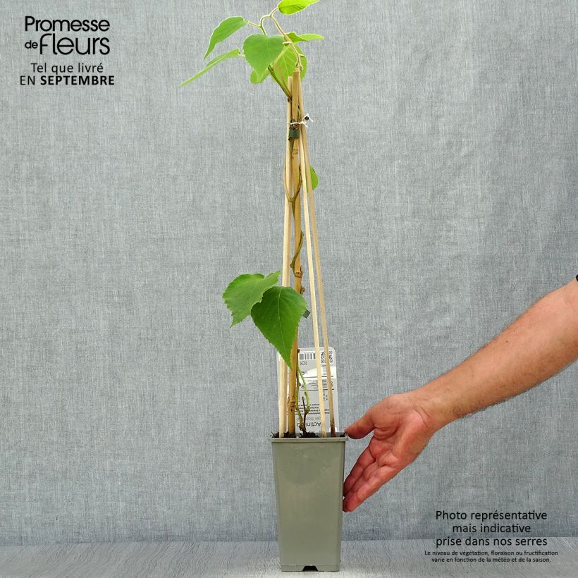 Spécimen de Kiwi autofertile Boskoop - Actinidia deliciosa Pot de 1,5L/2L tel que livré en automne