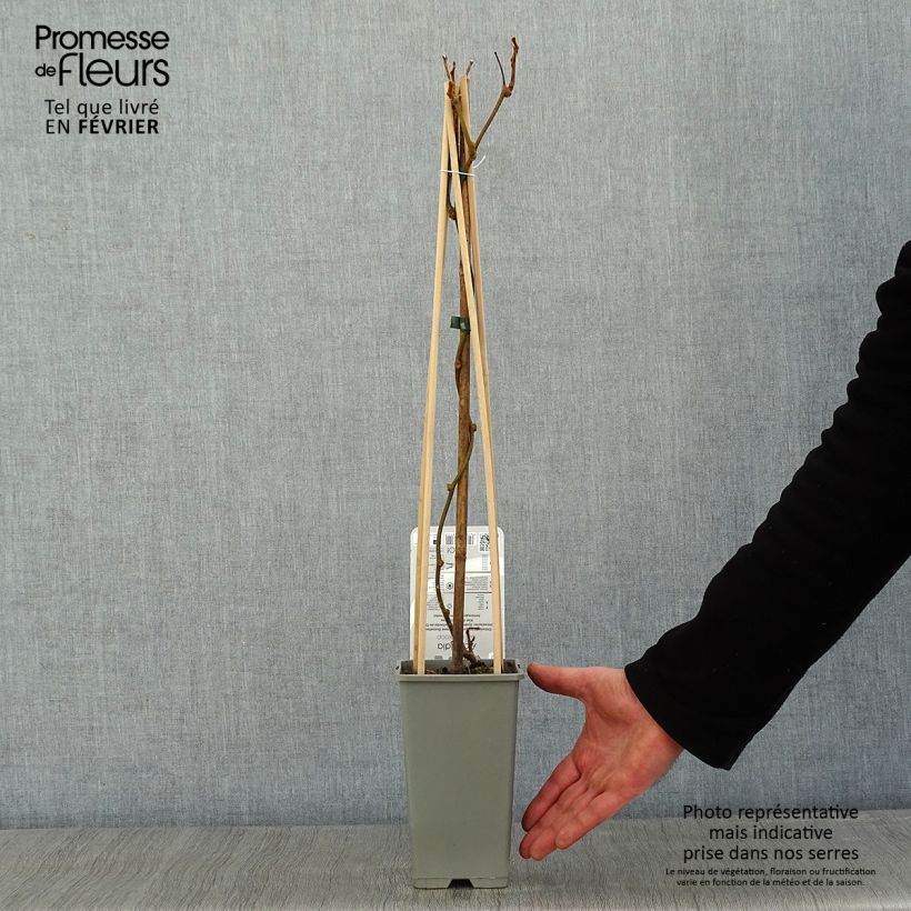 Spécimen de Kiwi autofertile Boskoop - Actinidia deliciosa Pot de 1,5L/2L tel que livré en hiver