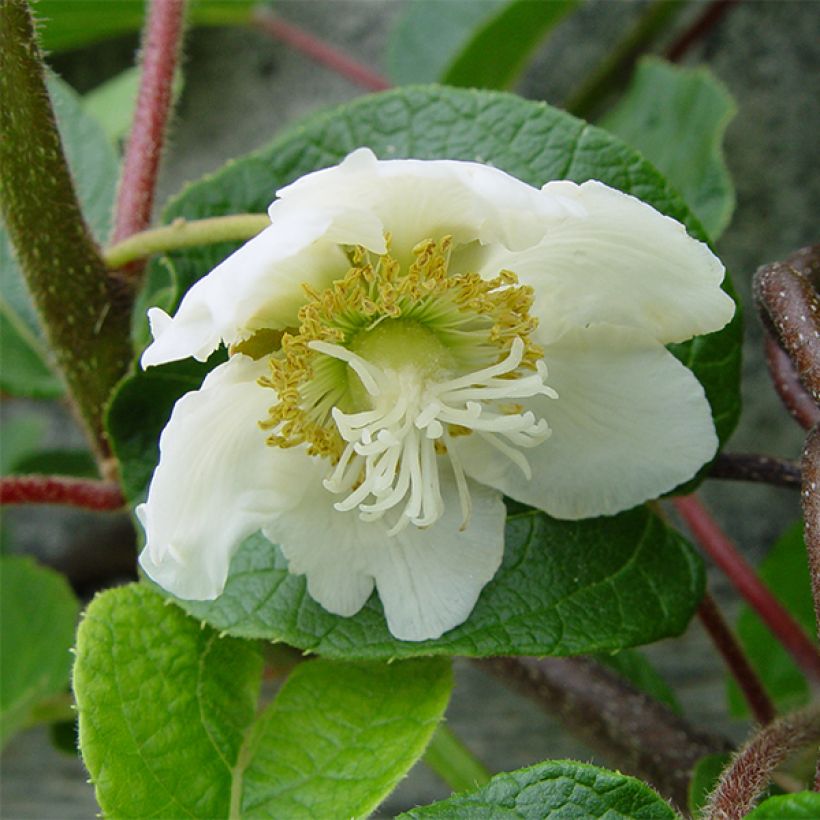 Kiwi Golden Delight (mâle) - Actinidia deliciosa (Floraison)