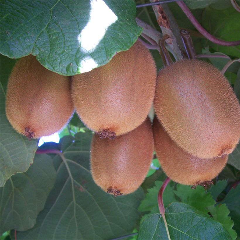 Kiwi Golden Delight (mâle) - Actinidia deliciosa (Récolte)