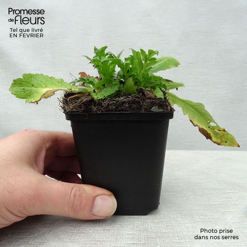 Spécimen de Knautia arvensis - Scabieuse des Champs Godet de 8/9 cm tel que livré en hiver