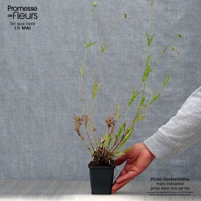 Spécimen de Knautia arvensis - Scabieuse des Champs Godet de 8/9 cm tel que livré au printemps