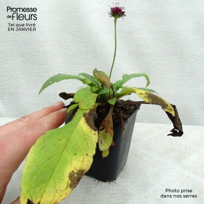 Spécimen de Knautia macedonica Mars Midget - Petite scabieuse Godet de 8/9 cm tel que livré en hiver
