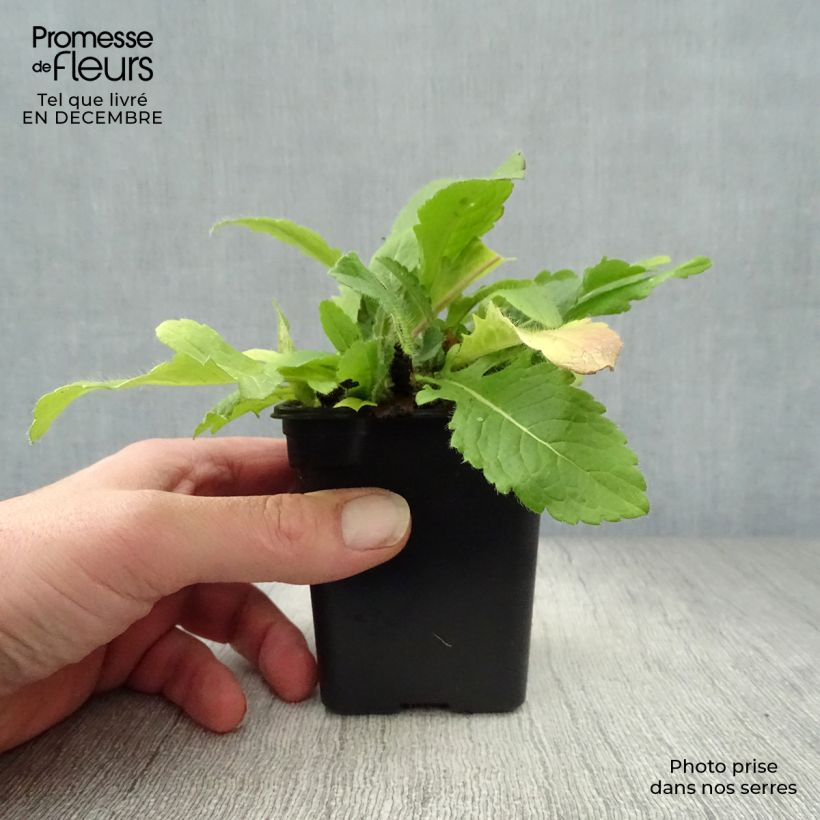 Spécimen de Knautia macedonica - Petite Scabieuse Godet de 7/8 cm tel que livré en hiver