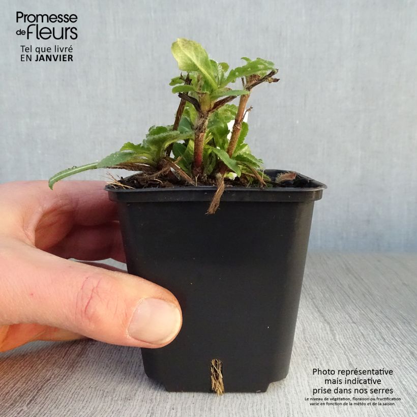 Spécimen de Knautia macedonica Red Knight - Petite scabieuse de Macédoine Red Knight Godet de 8/9 cm tel que livré en hiver