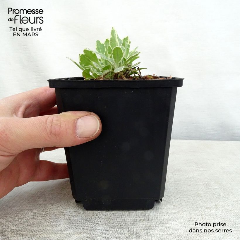 Spécimen de Knautia macedonica Thunder and Lightning Godet de 8/9 cm tel que livré au printemps