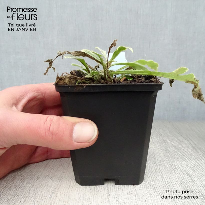 Spécimen de Knautia macedonica Thunder and Lightning Godet de 8/9 cm tel que livré en hiver