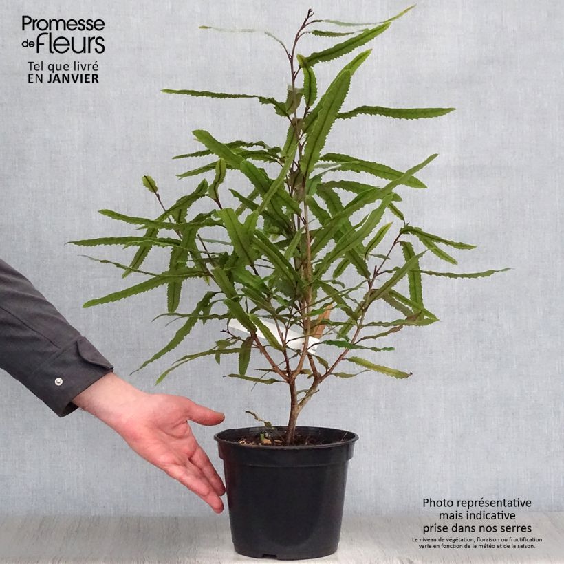 Spécimen de Knightia excelsa - Rewarewa  Pot de 3L/4L tel que livré en hiver