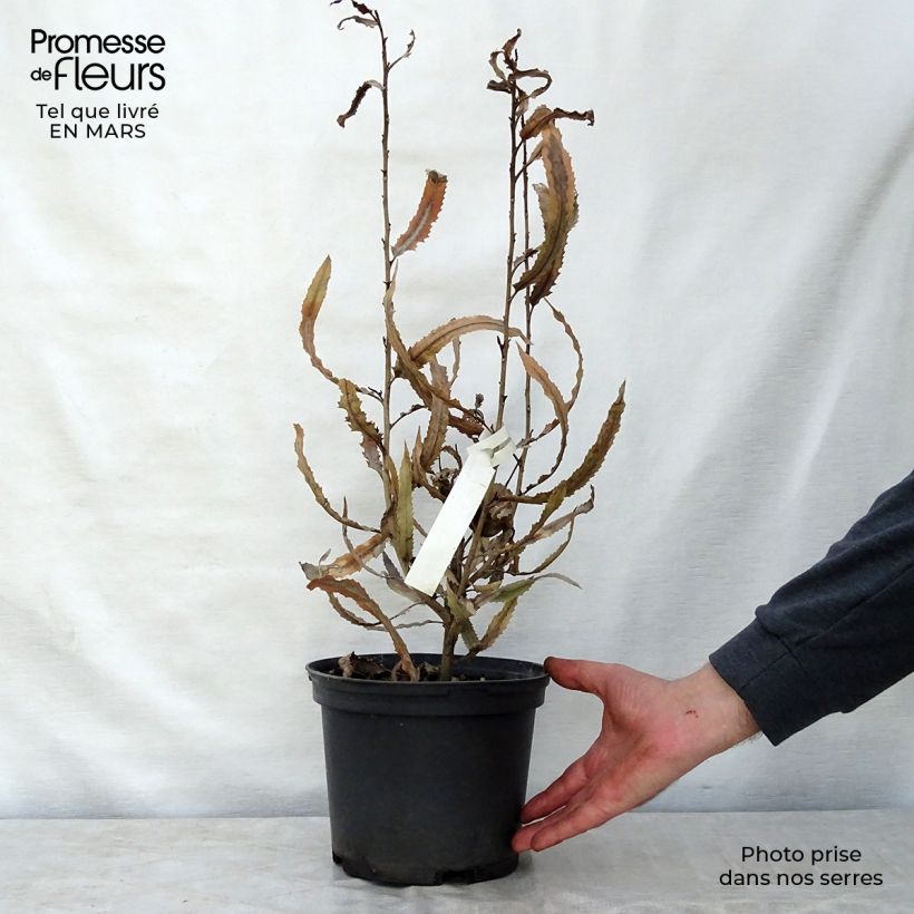 Spécimen de Knightia excelsa - Rewarewa  Pot de 3L/4L tel que livré au printemps