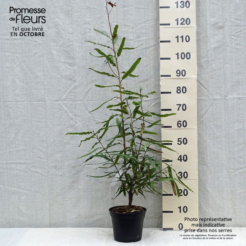 Spécimen de Knightia excelsa - Rewarewa  Pot de 3L/4L tel que livré en automne