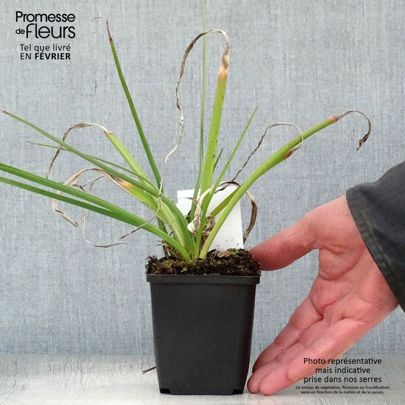 Spécimen de Kniphofia Alcazar - Tritoma Alcazar Godet de 8/9 cm tel que livré en hiver