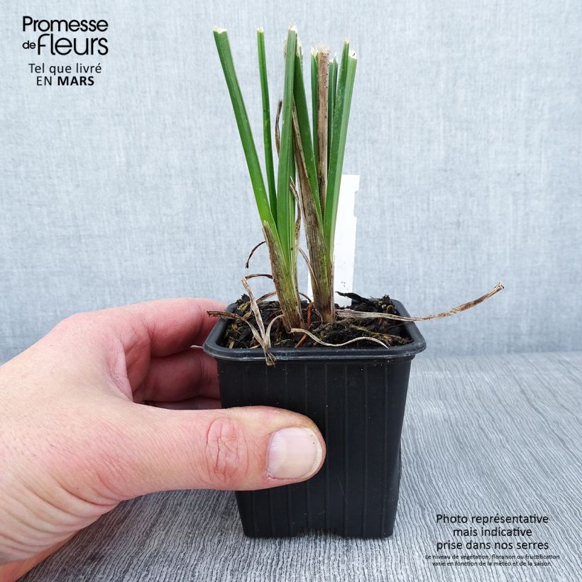 Spécimen de Kniphofia Bees Lemon - Tritoma Godet de 8/9 cm tel que livré en hiver