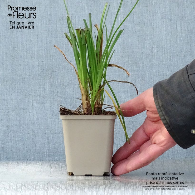 Spécimen de Kniphofia Elvira - Tritoma Godet de 8/9 cm tel que livré en hiver