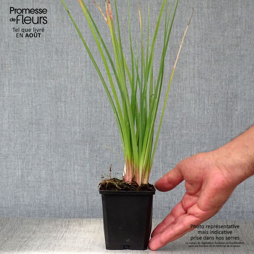 Spécimen de Kniphofia Flamenco Godet de 8/9 cm tel que livré en été