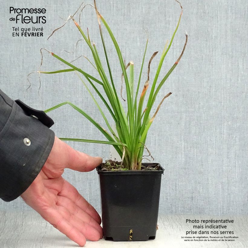 Spécimen de Kniphofia Flamenco Godet de 8/9 cm tel que livré en hiver