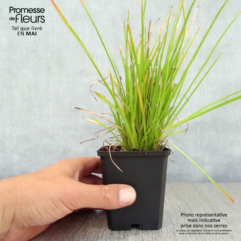 Spécimen de Kniphofia Red Rocket - Tison de satan Red Rocket Godet de 8/9 cm tel que livré au printemps