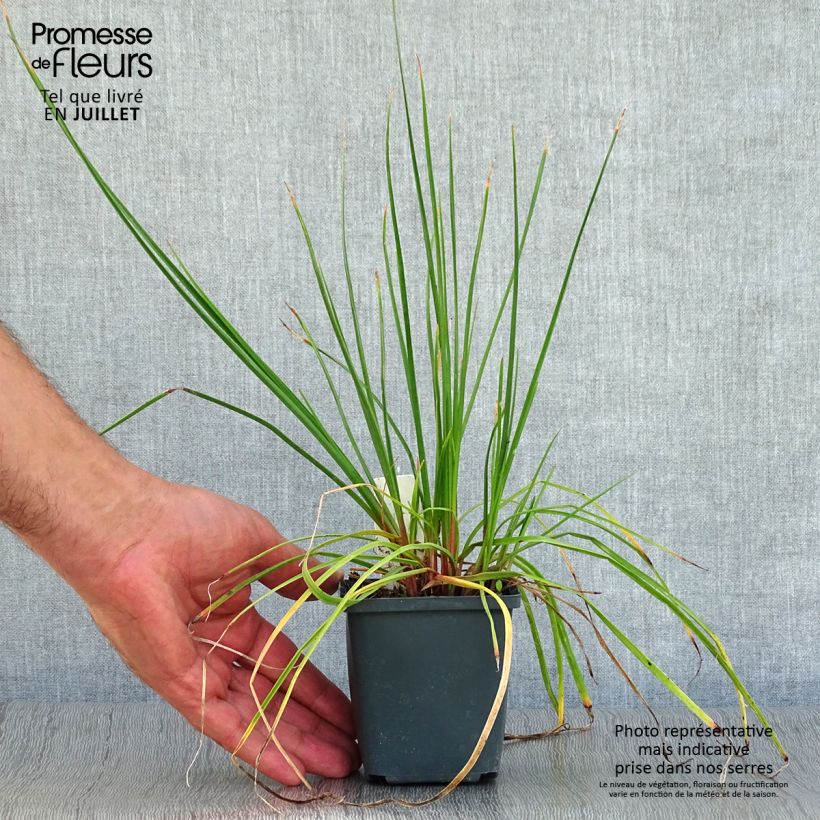 Spécimen de Kniphofia Redhot Popsicle - Tritoma Godet de 8/9 cm tel que livré en été