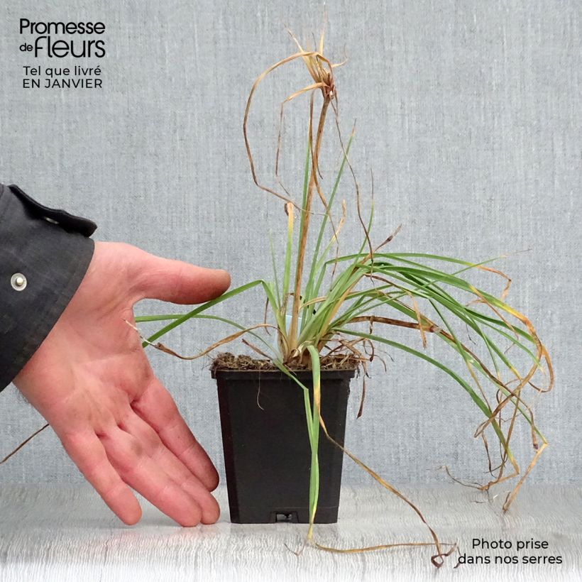 Spécimen de Kniphofia Redhot Popsicle - Tritoma Godet de 8/9 cm tel que livré en hiver