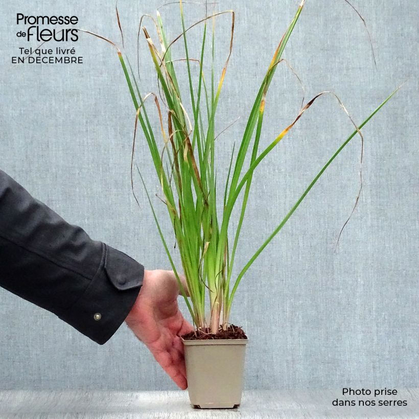 Spécimen de Kniphofia Tawny King - Tritoma  Godet de 8/9 cm tel que livré en hiver