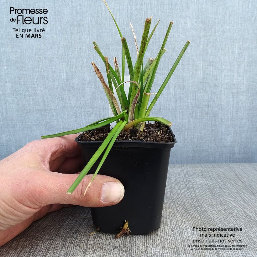 Spécimen de Kniphofia Traffic Lights - Tritoma Godet de 8/9 cm tel que livré en hiver