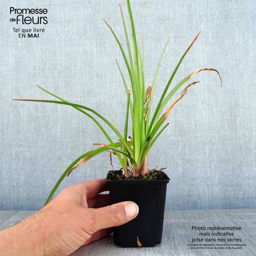 Spécimen de Kniphofia Traffic Lights - Tritoma Godet de 8/9 cm tel que livré au printemps