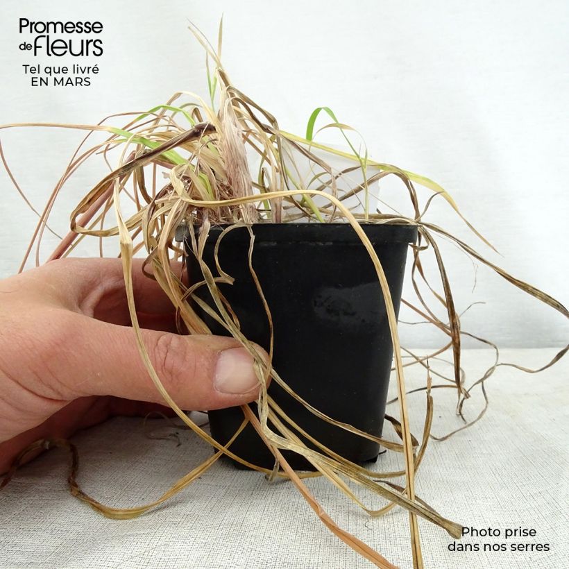 Kniphofia Vanilla - Giglio della torcia Vasetto da 8/9 cm esemplare consegnato in primavera