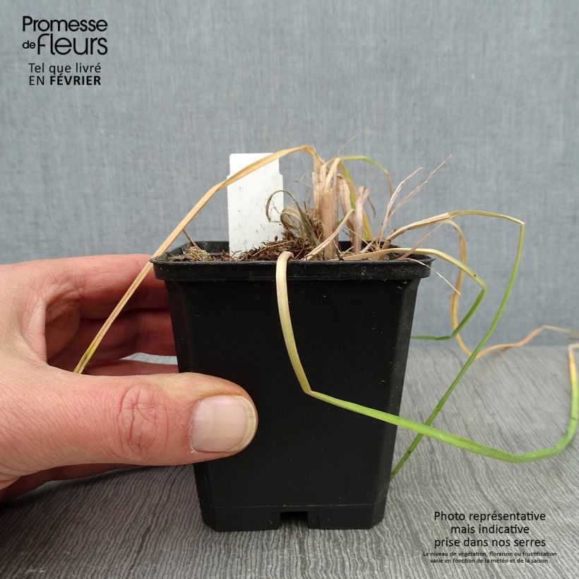 Spécimen de Kniphofia Vanilla - Tritoma Godet de 8/9 cm tel que livré en hiver