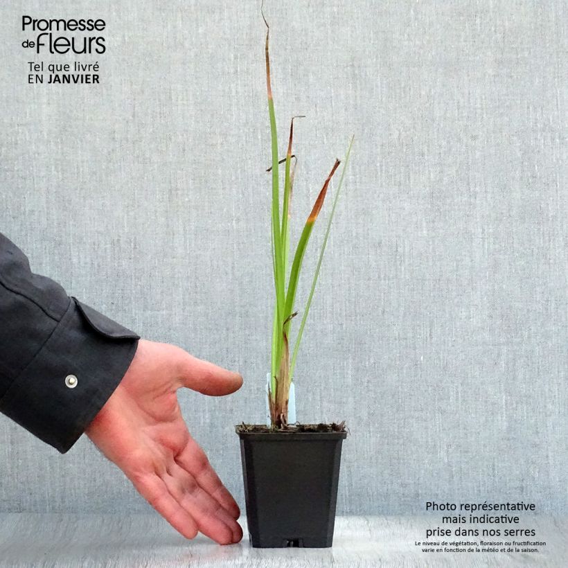 Spécimen de Kniphofia Wrexham Buttercup - Tritoma Wrexham Buttercup Godet de 8/9 cm tel que livré en hiver
