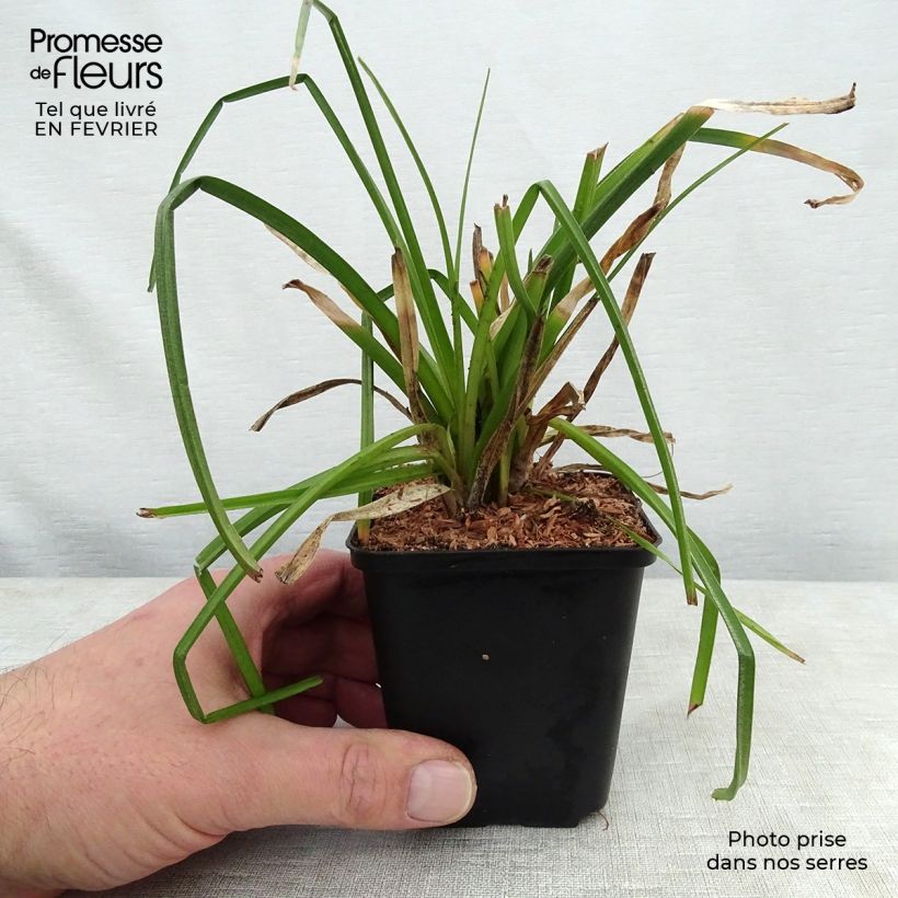 Spécimen de Kniphofia citrina - Tritoma Godet de 8/9 cm tel que livré en hiver