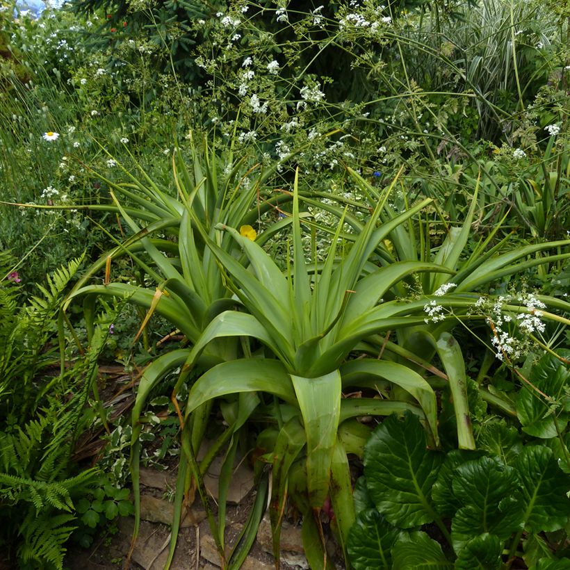 Kniphofia northiae - Tritoma bicolore jaune pâle et orangé (Port)