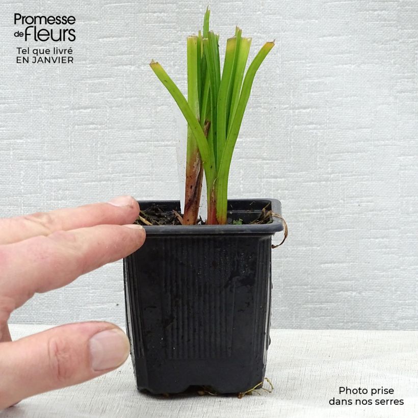 Spécimen de Kniphofia rooperi - Tritoma jaune-orangé doux Godet de 8/9 cm tel que livré en hiver